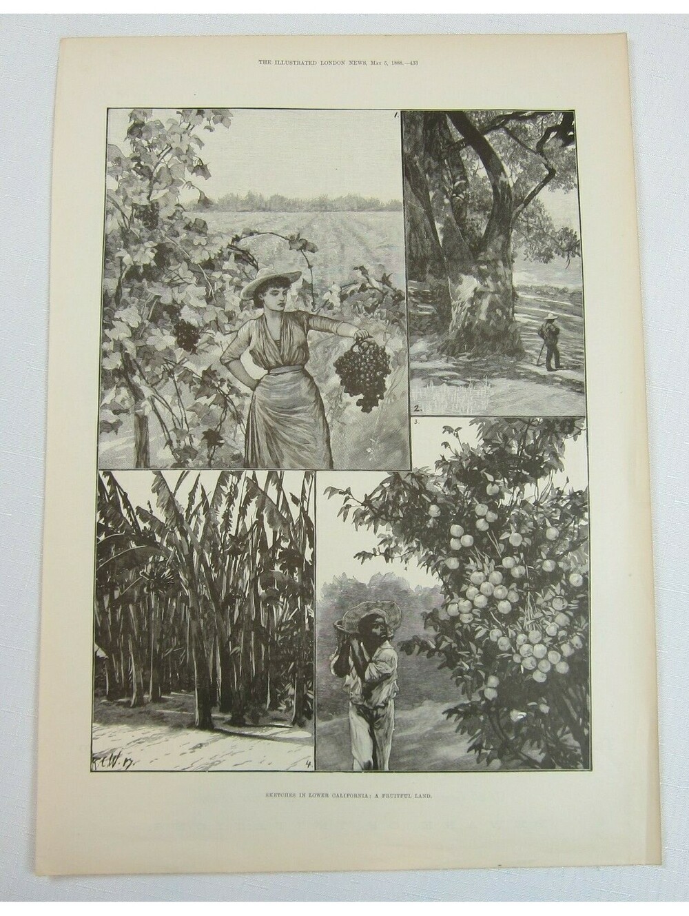 Antique 1888 Print Sketches in Lower California: A Fruitful Land RC Woodville II